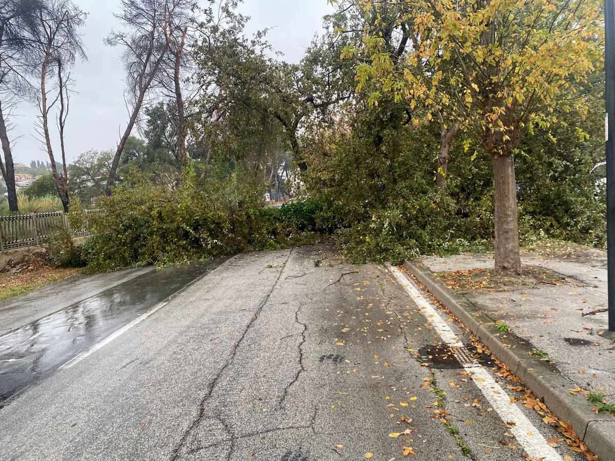 Un Albero Crolla In Strada Della Bonifica Chiusa Al Traffico E Il